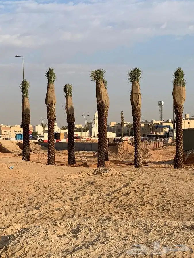 زراعه نخيل 0