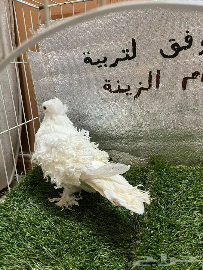 حمام مفتل 4