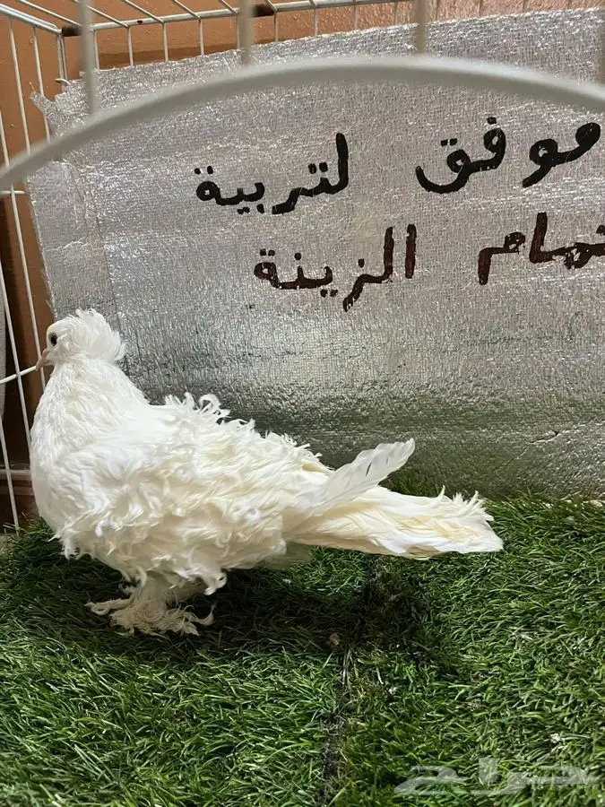 حمام مفتل 2