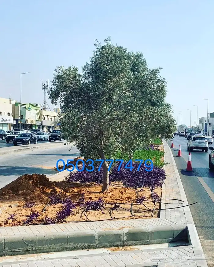 زراعه نخيل 5