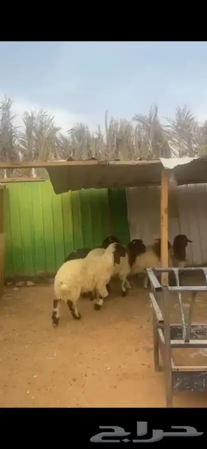 ذبايح نعيم 1