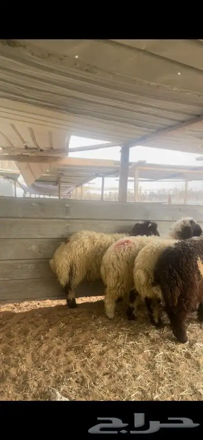 ذبايح نعيم 3