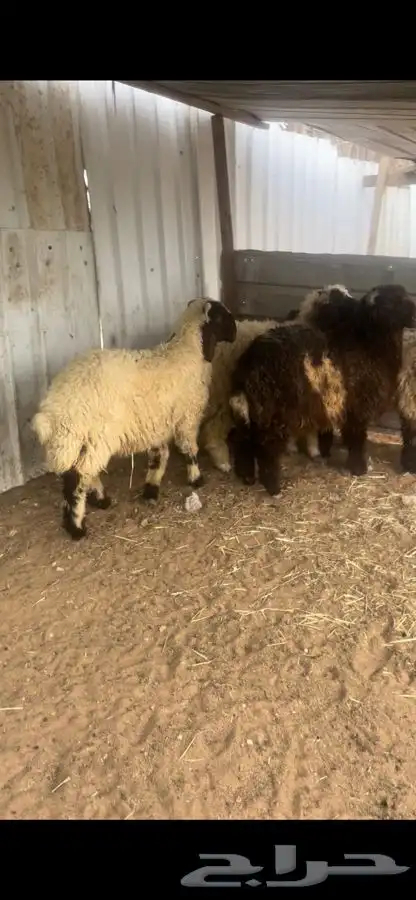 ذبايح نعيم 2