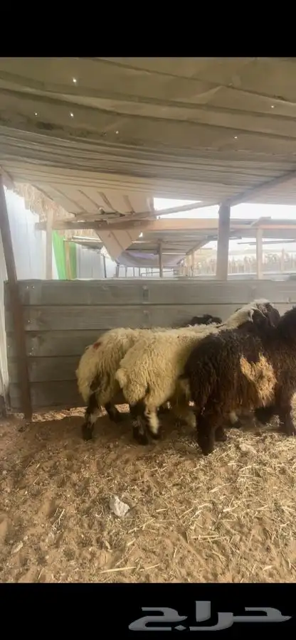 ذبايح نعيم 4