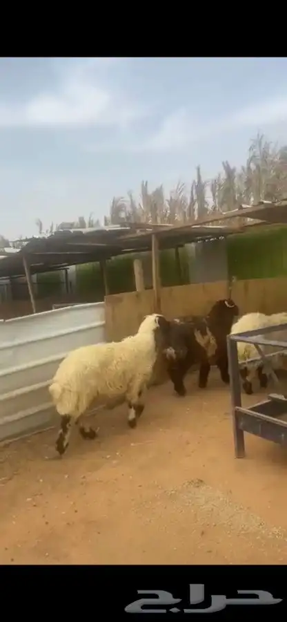 ذبايح نعيم 6