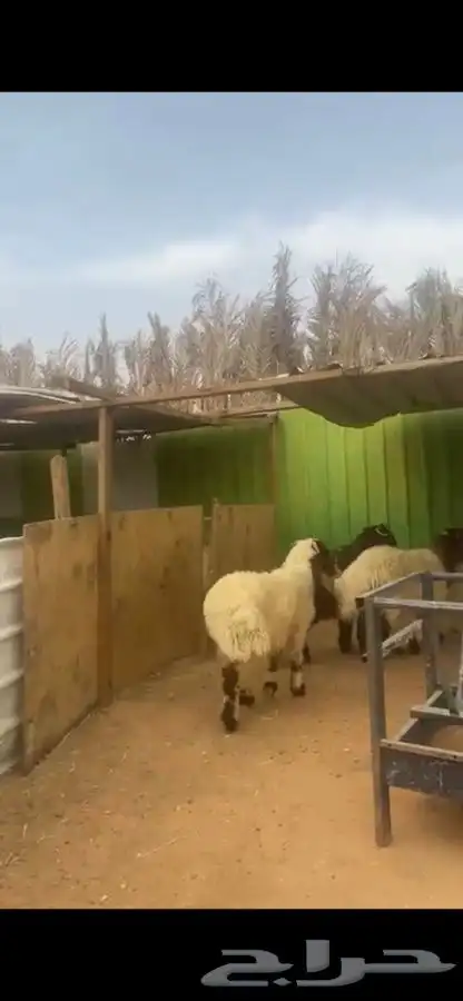 ذبايح نعيم 0