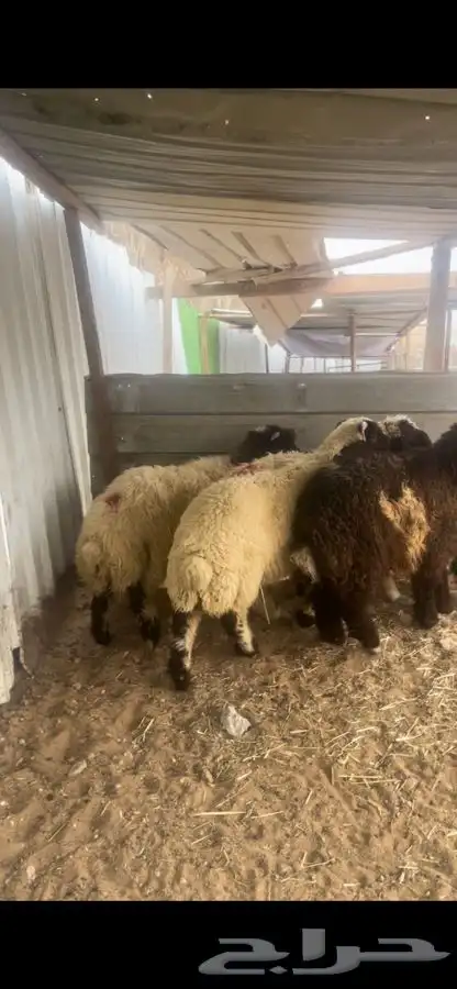 ذبايح نعيم 5