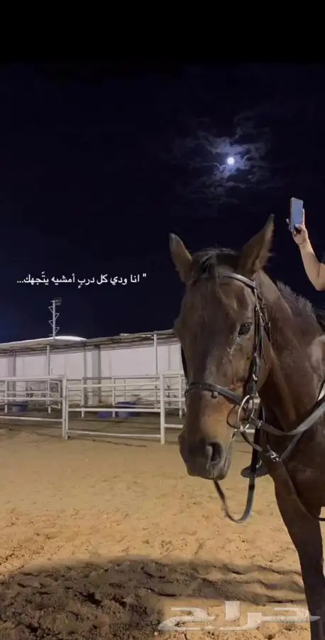 دورات تعليم ركوب الخيل 13