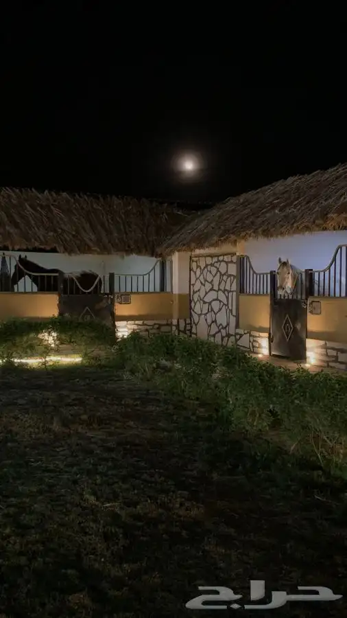 دورات تعليم ركوب الخيل 14