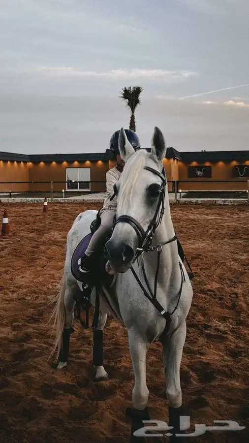 دورات تعليم ركوب الخيل 23