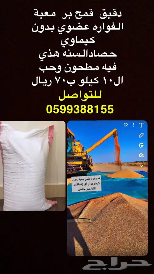 للبيع قمح بر معية الفوارة حصاد السنه هذي بدون كيماوي 0