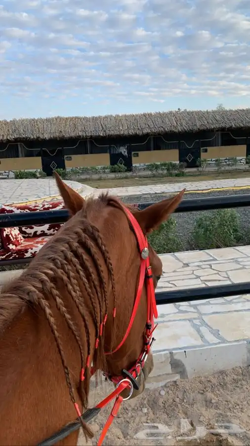 دورات تعليم ركوب الخيل 17