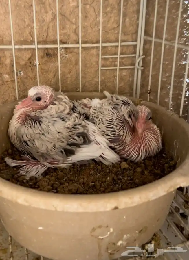 (تم البيع ) زوج مفتل 250 ريال منتج 7