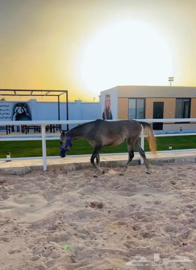 دورات تعليم ركوب الخيل 6