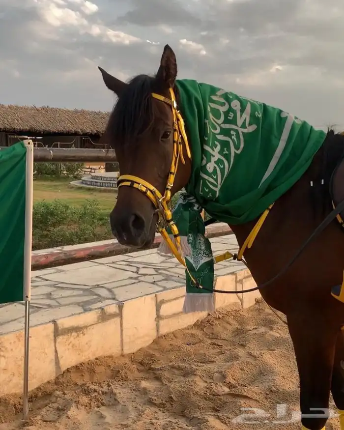 دورات تعليم ركوب الخيل 27