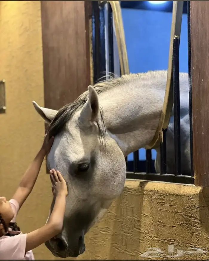 دورات تعليم ركوب الخيل 3