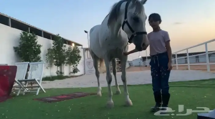 دورات تعليم ركوب الخيل 12