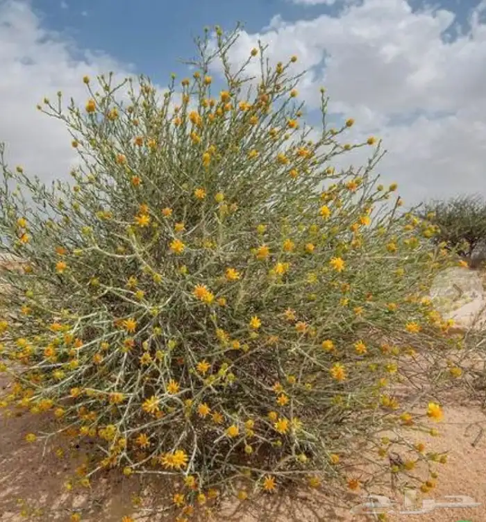 بذور عرفج 2