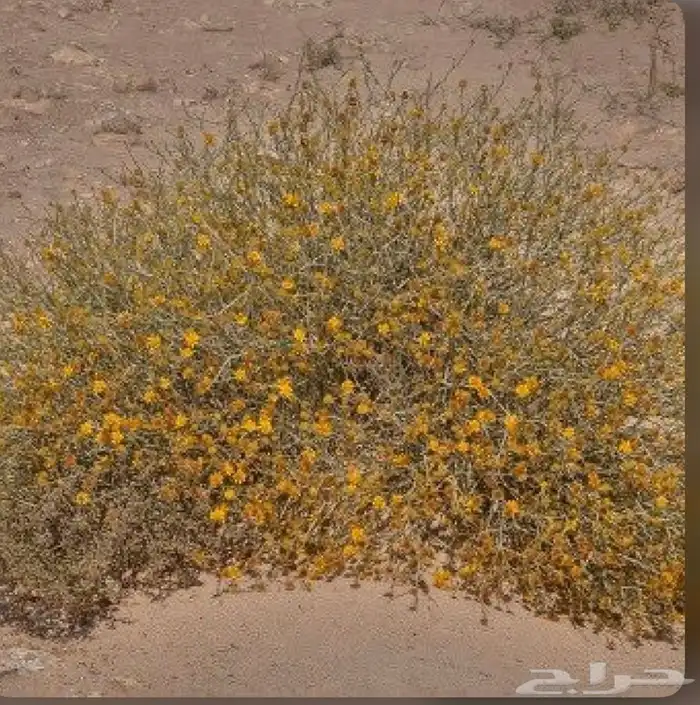 بذور عرفج 0