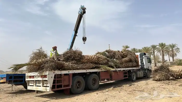 العجار ونش 6