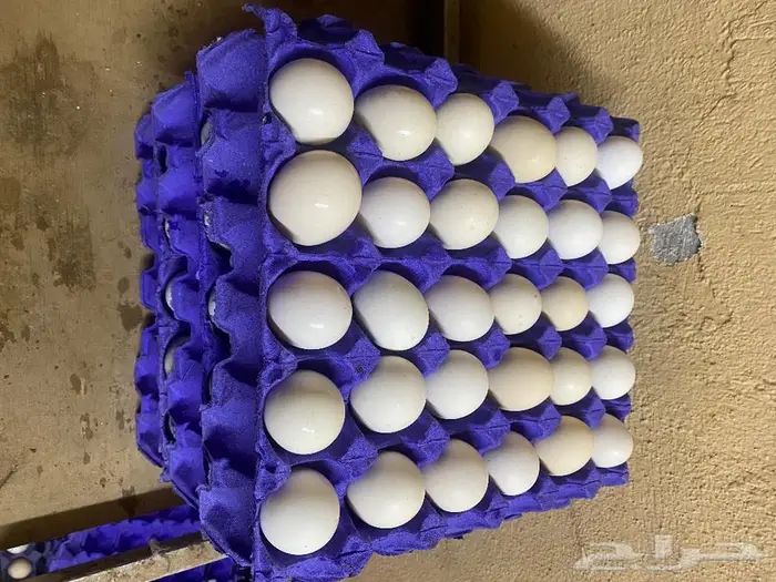 بيض بلدي للاكل والتفقيس 7