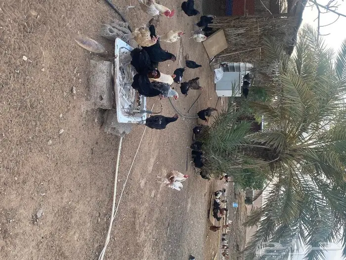 بيض بلدي للاكل والتفقيس 0