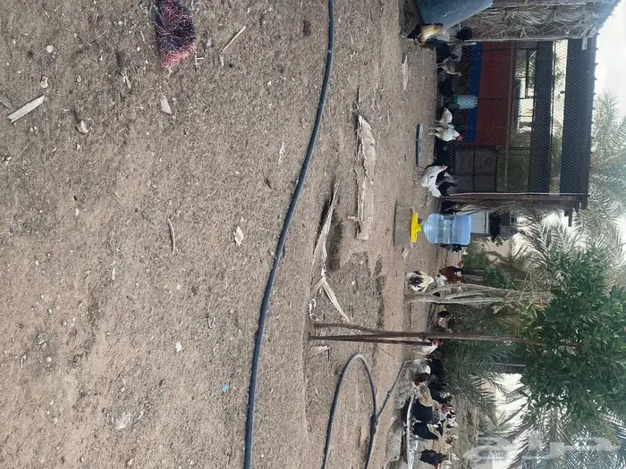 بيض بلدي للاكل والتفقيس 1