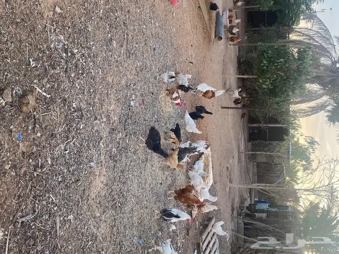 بيض بلدي للاكل والتفقيس 2