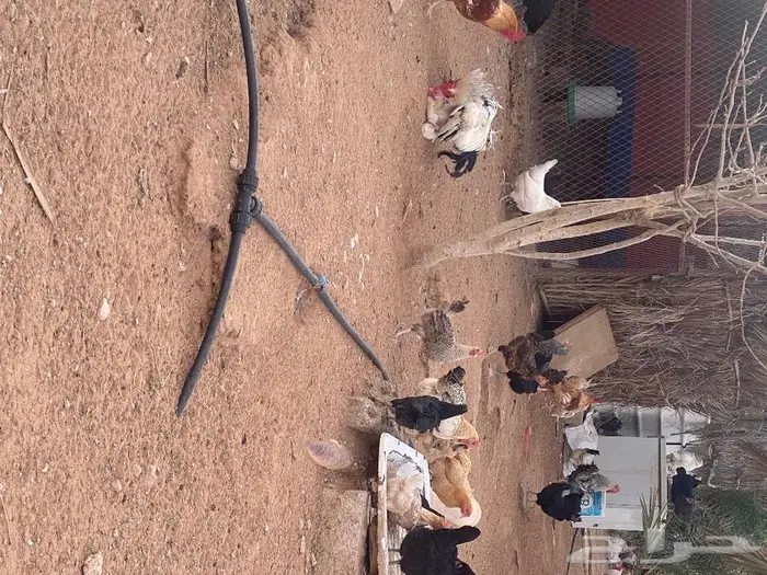 بيض بلدي للاكل والتفقيس 3