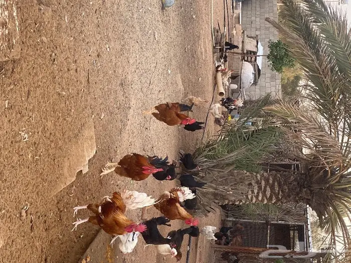 بيض بلدي للاكل والتفقيس 4