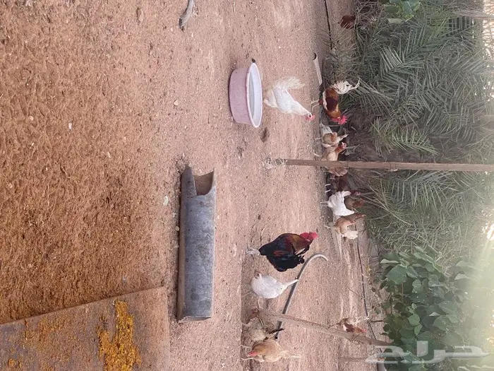 بيض بلدي للاكل والتفقيس 5