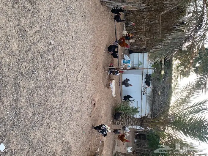 بيض بلدي للاكل والتفقيس 6