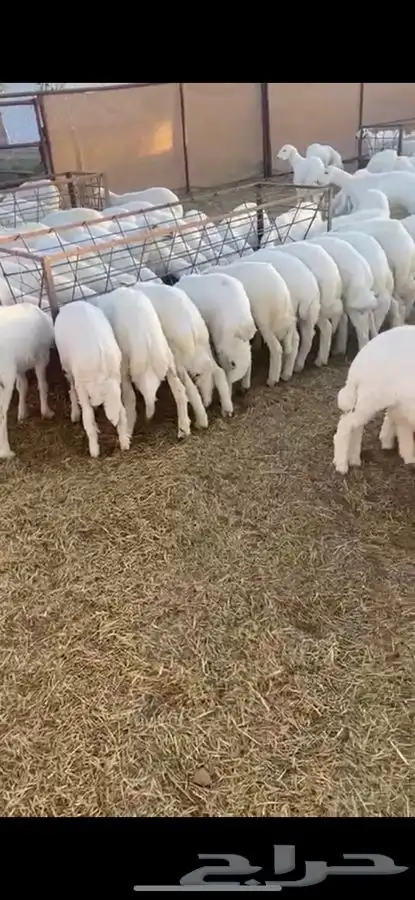 طليان وتيوس ذبح وتوصيل 2