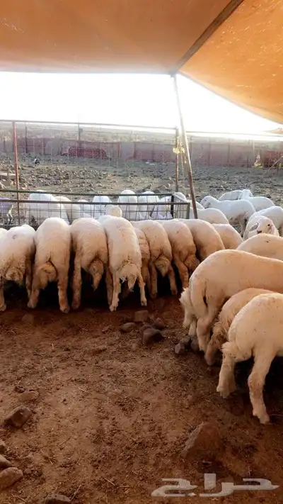 ذبايح حريه من البر مع الذبح والتوصيل الى منزلك 32