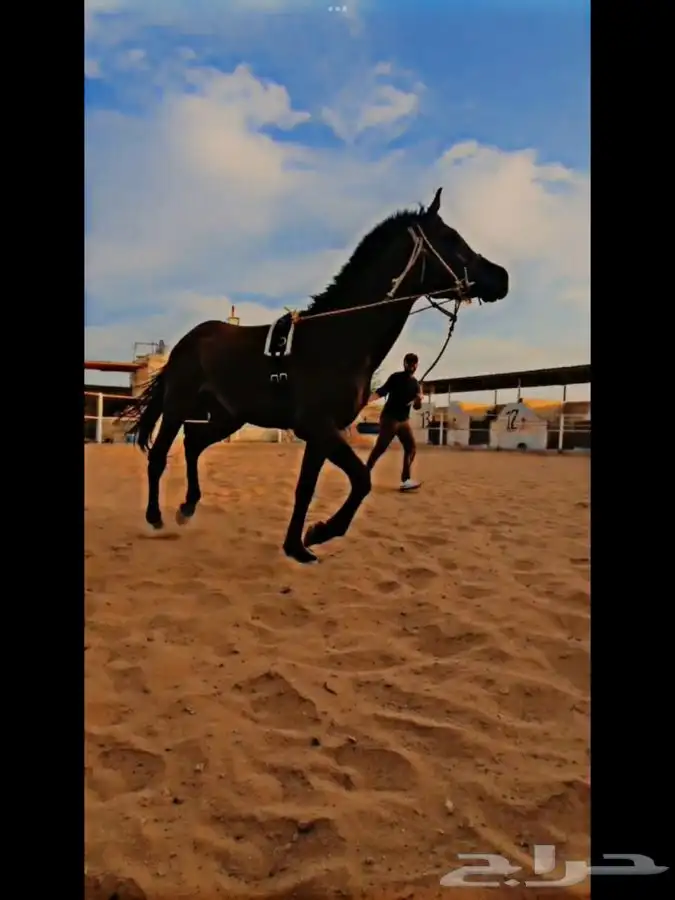 عسف وتعديل سلوك الخيل وتعليم التربيع وتقويس الرقبه والخطوه 1