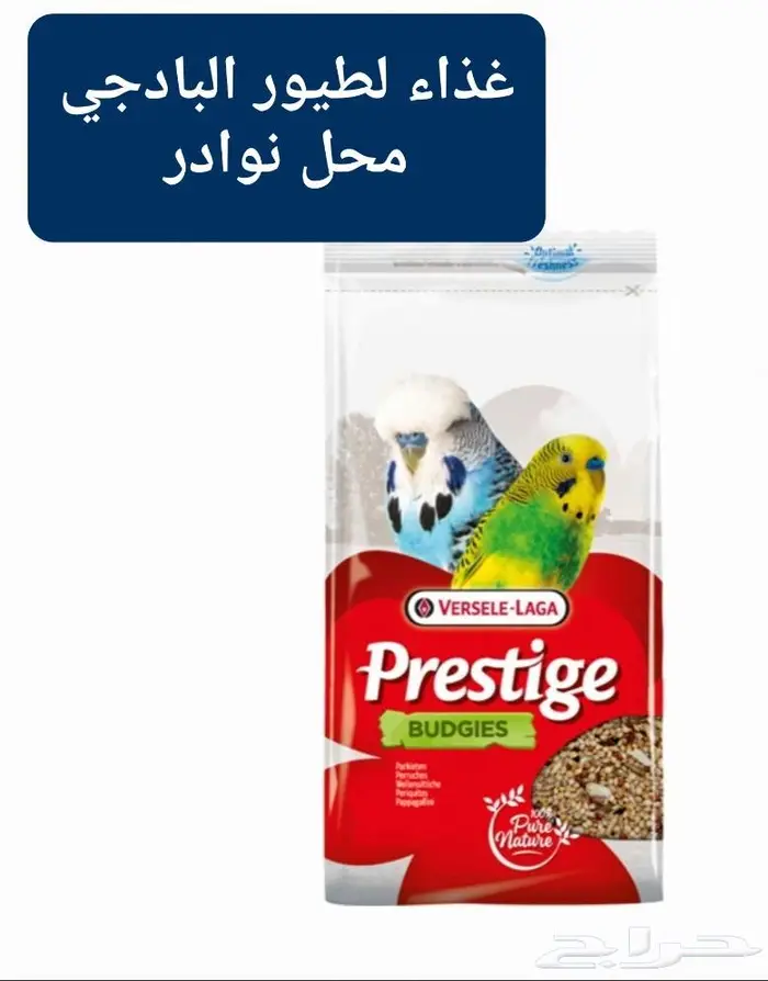 زبريم وباتيه طيور زينة نوادر خميس مشيط 15