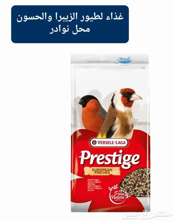 زبريم وباتيه طيور زينة نوادر خميس مشيط 17