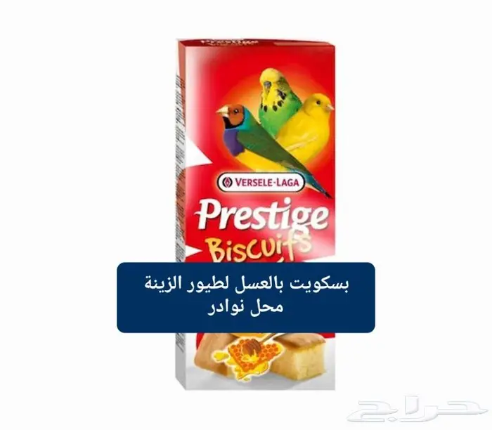 زبريم وباتيه طيور زينة نوادر خميس مشيط 6