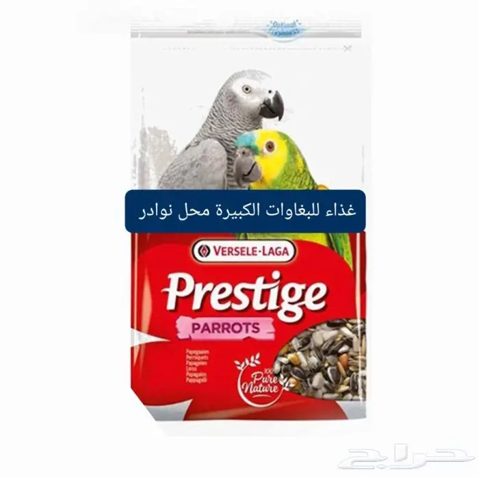 زبريم وباتيه طيور زينة نوادر خميس مشيط 0