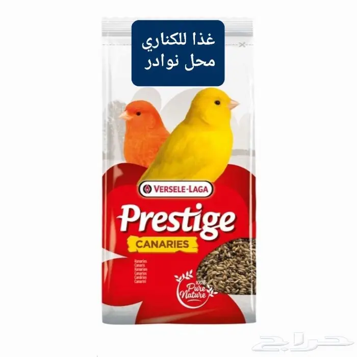 زبريم وباتيه طيور زينة نوادر خميس مشيط 18