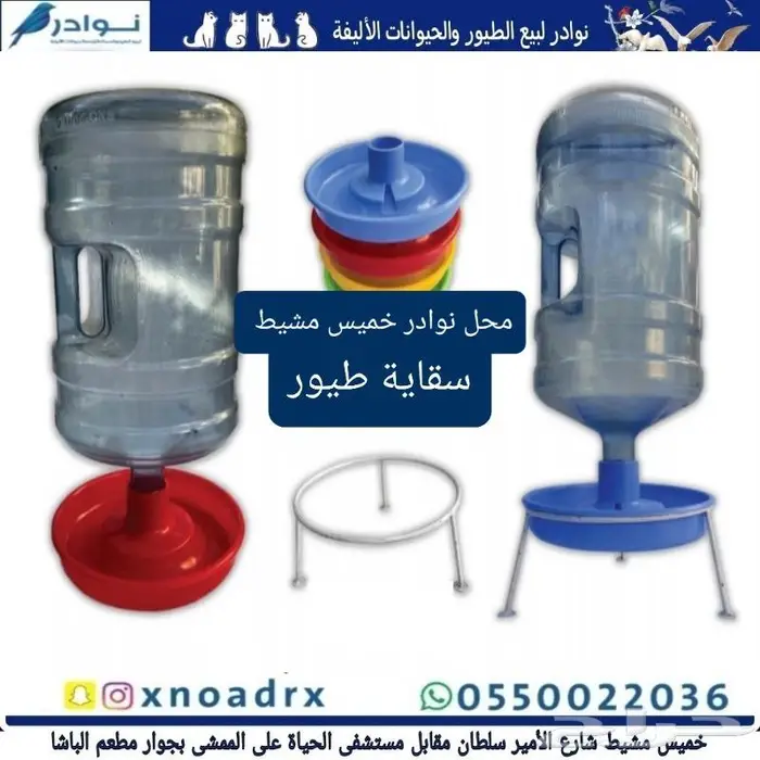 زبريم وباتيه طيور زينة نوادر خميس مشيط 40