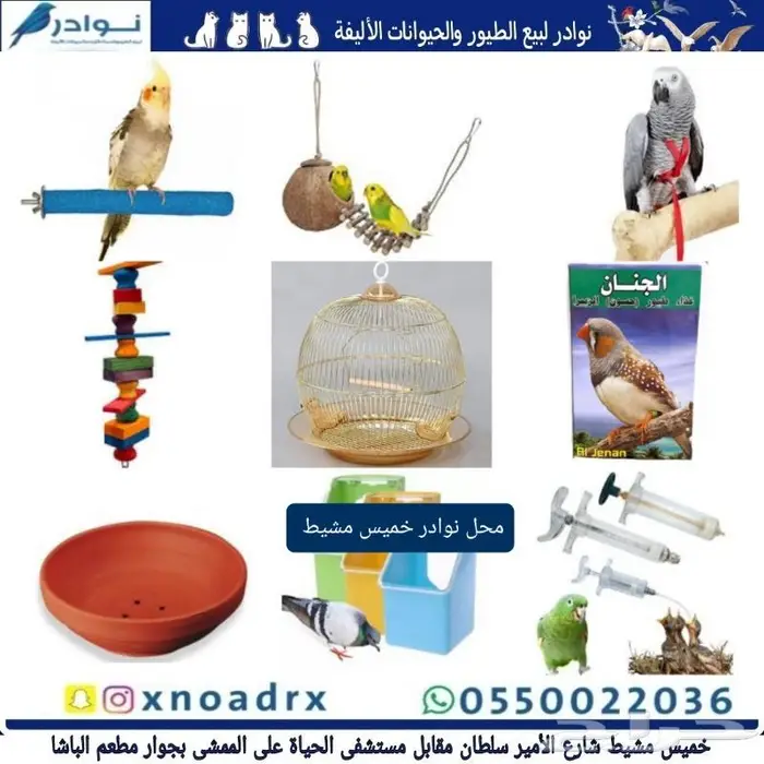 زبريم وباتيه طيور زينة نوادر خميس مشيط 41