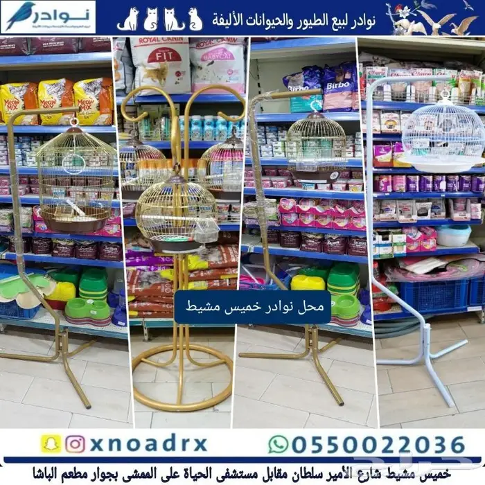 زبريم وباتيه طيور زينة نوادر خميس مشيط 43