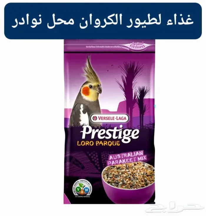 زبريم وباتيه طيور زينة نوادر خميس مشيط 9