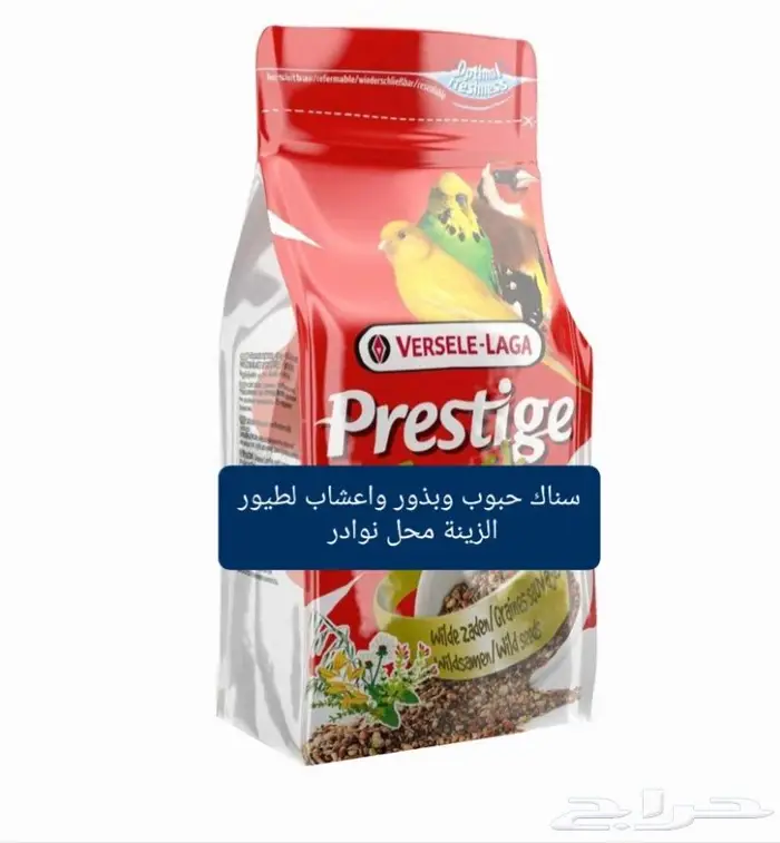 زبريم وباتيه طيور زينة نوادر خميس مشيط 3