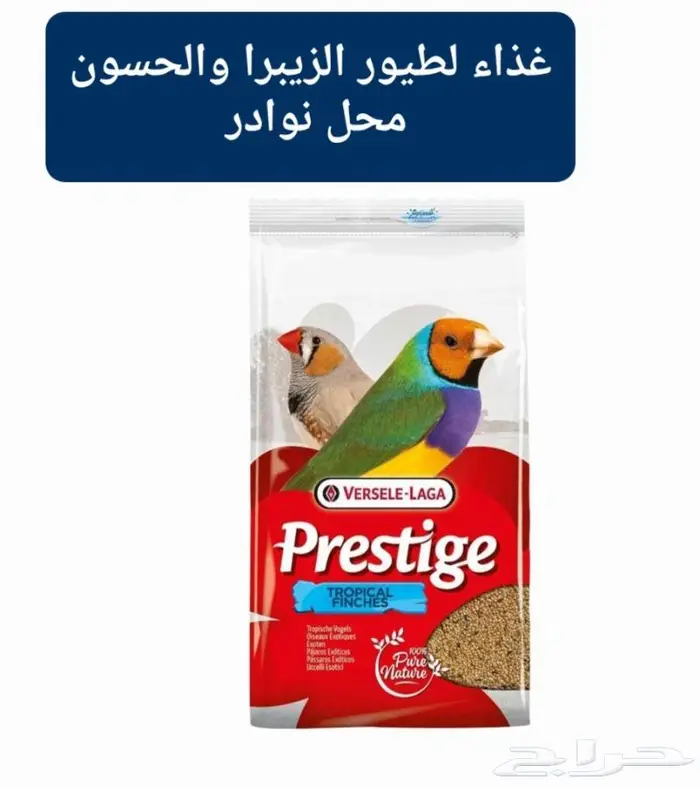 زبريم وباتيه طيور زينة نوادر خميس مشيط 16