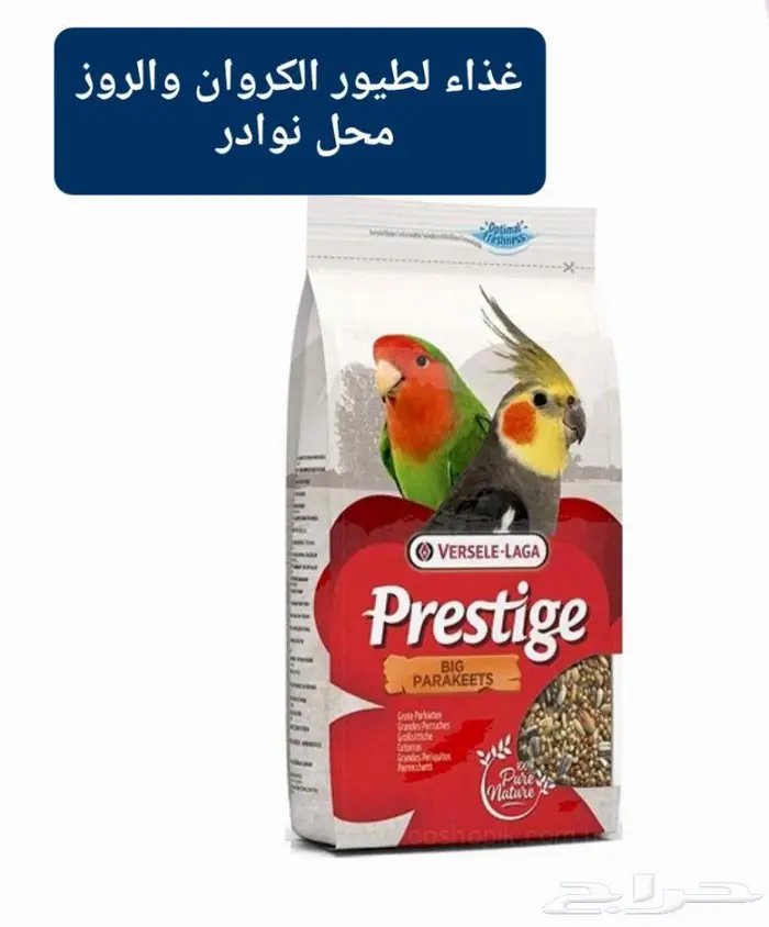 زبريم وباتيه طيور زينة نوادر خميس مشيط 12