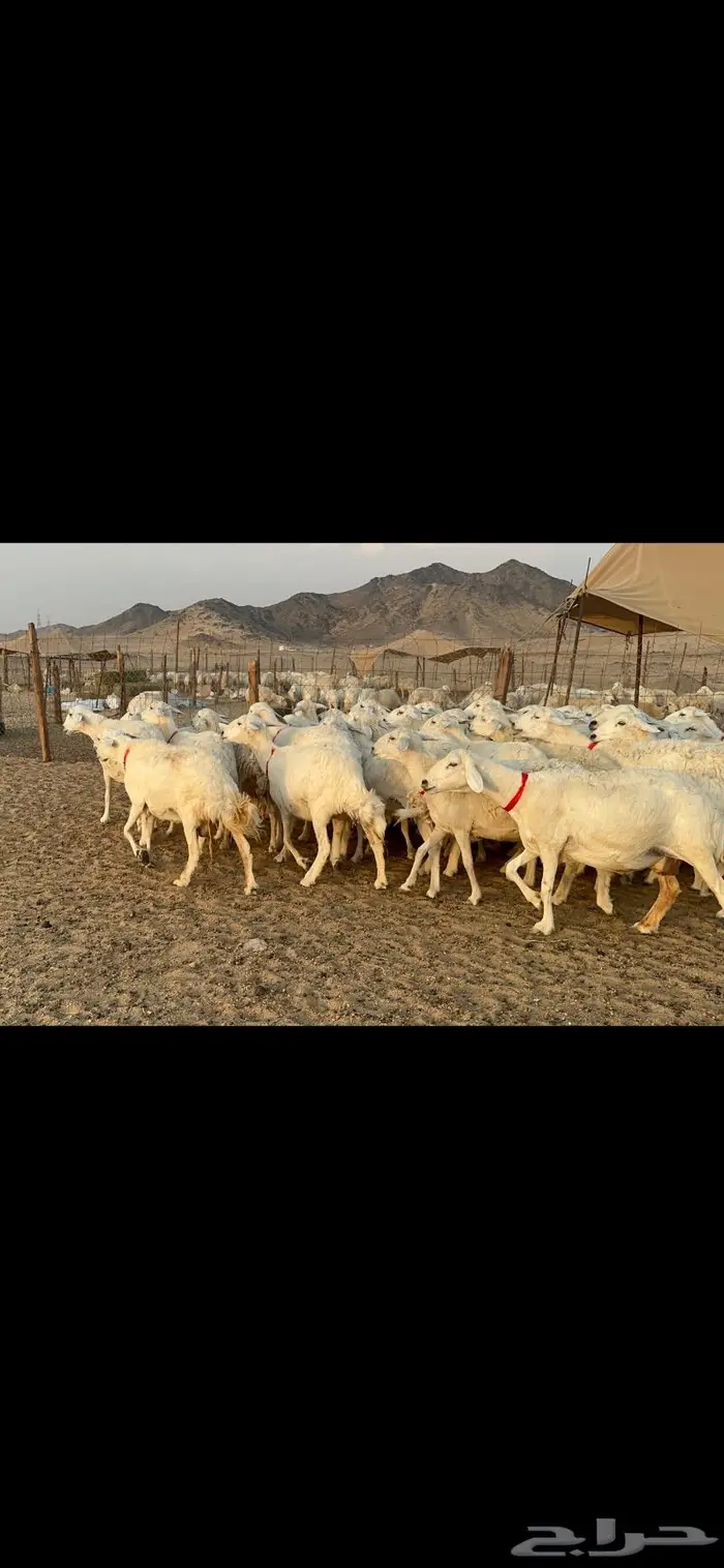 غنم حرش دفيع عددها 42 0