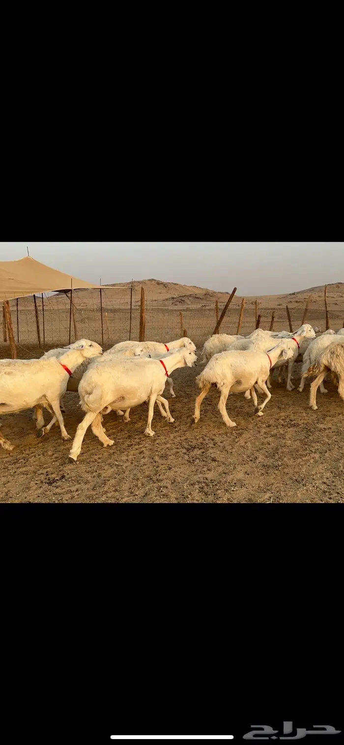 غنم حرش دفيع عددها 42 1