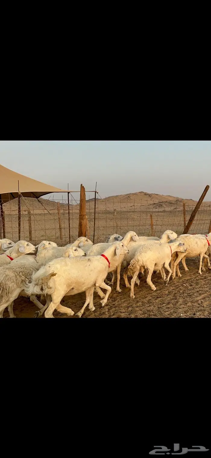 غنم حرش دفيع عددها 42 2